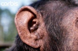 chimp ear