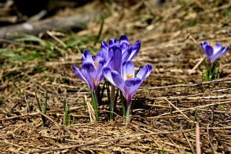 someone-elses-crocus