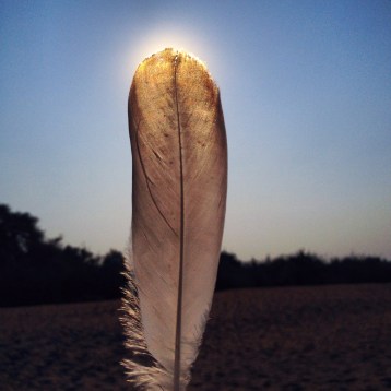 feather