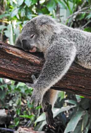 marsupial-koala-animal-wildlife.jpg