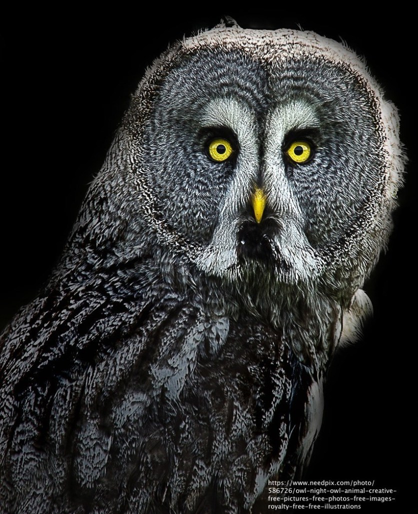 owl-1275027_1280